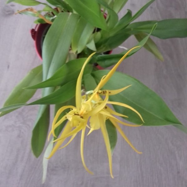 brassia